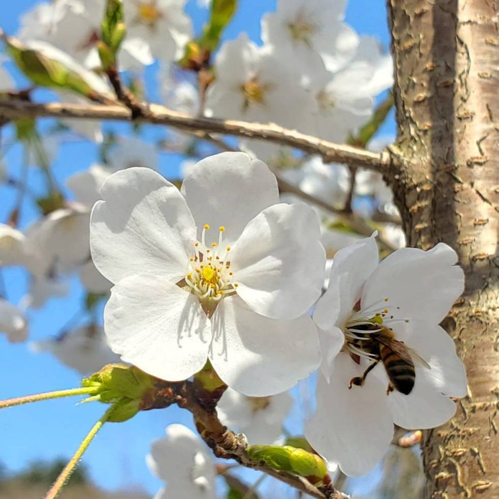 Bibian 比比昂- さくらんぼ系百花そば菜の花幻の、、びわ蜂蜜