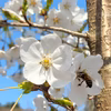 【岩手県産はちみつ】春の百花（さくら）