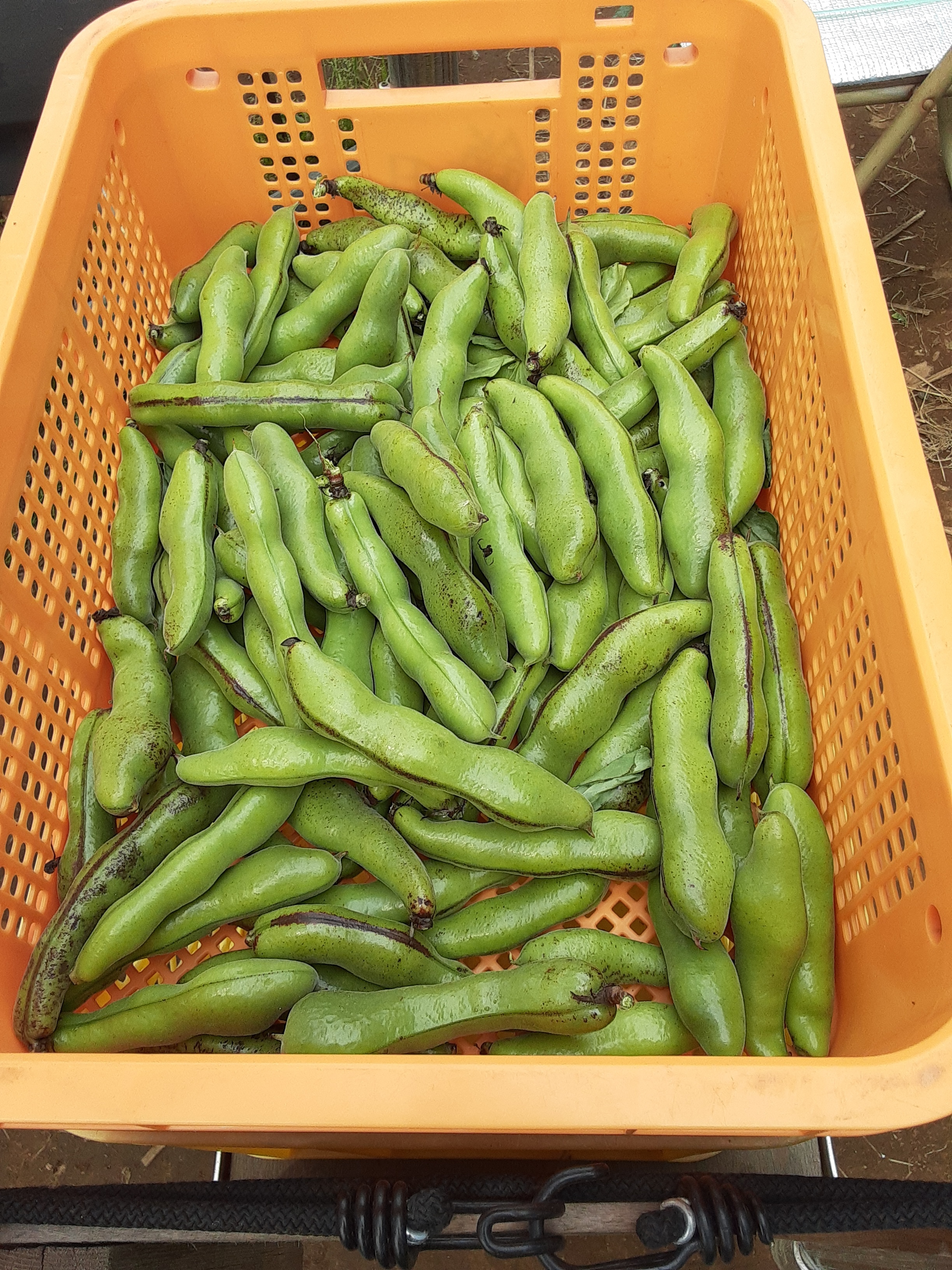 一寸そら豆の産直通販・お取り寄せ商品｜ポケットマルシェ｜産地