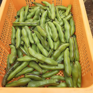 大粒で甘味があって美味しい❣かまちゃん農園の「一寸そら豆」