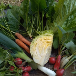 【送料無料】わいわいファーム野菜コンパクトboxいっぱいに詰合せ♪