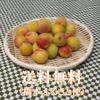 ※【ご家庭用】香りただよう樹守り熟し梅（梅干し用）大（３L以上）