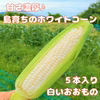 甘さ濃厚♪島育ちのホワイトコーン（白いおおもの）　５本入り