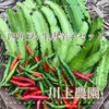 常温発送【川上農園】四角豆+生唐辛子たっぷりセット♪ 茨城県産