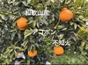 和歌山産　不知火　デコポン　家庭用訳あり　採れたて新鮮