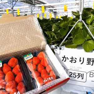 《爽やかフル～ティ～ないちご♪》　かおり野280g×2パック