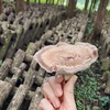 原木椎茸