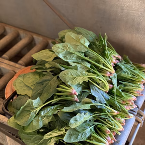 採れたて！ほうれん草