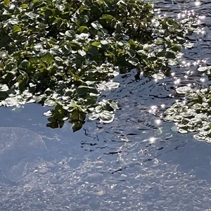 自然栽培　湧水クレソン