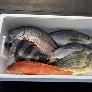 12月分売切れ【鮮魚BOX】▼初回注文の方におすすめ！