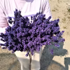【期間限定ラベンダー生花】北海道産早咲きラベンダー切花（1kg)発送7/10前後