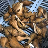 新鮮とれたて！テングニシ貝  (甲貝)  生きたまま発送します！