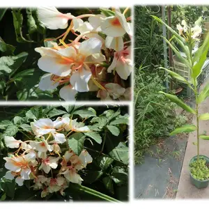 オレンジジンジャー 24㎝鉢　甘い香りの白い花　