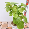 現物販売　フィカス　ゴムの木　ウンベラータ ①　セラアート鉢　受け皿付き