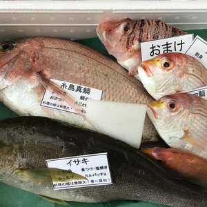 大人気❗️糸島真鯛1匹と旬魚1匹！お試しセット！