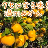 くせになる味！温州みかん