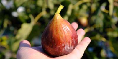 完熟イチジクって、バナナみたいでいちごジャムみたいなんだって…ホントかな？