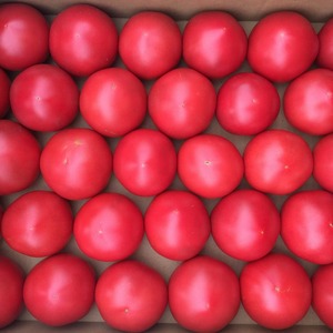 ＼完熟冷やしトマトに丸ごとかぶりつき！／有機トマト４kg箱☆トマトソース♪
