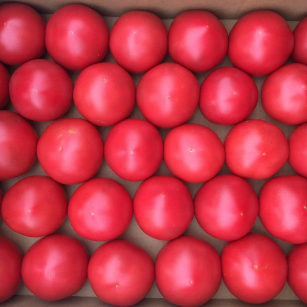 完熟の冷やしトマトを丸ごとかぶりつきたい！有機トマト４kg箱入り☆トマトソース♪