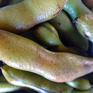 桜島の大自然！そら豆(訳あり)無農薬有機肥料除草剤不使用