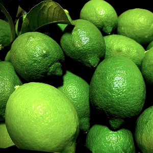 The citrus【LEMON (green)】2023