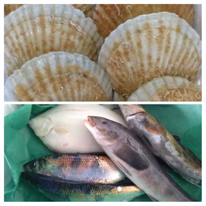 【ホタテと鮮魚】活ホタテと匠の活〆！季節の鮮魚セット