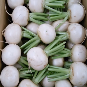 有機かぶ バラ詰め14kg（有機JAS認証・J-GAP認証済）