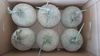 『訳あり』くるめメロン ”三浦半島産” 