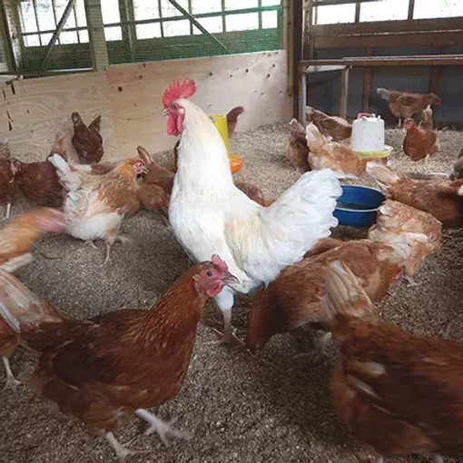 自然卵‼️純国産鶏もみじのたまご