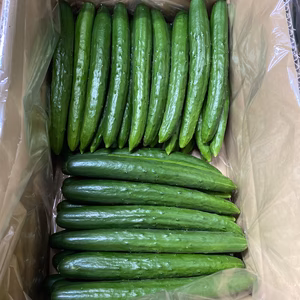 朝採れきゅうり　4.8キロ