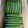 朝採れきゅうり　4.8キロ