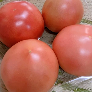 ツヤツヤ！千葉県産甘さと酸味が美味しいトマト！