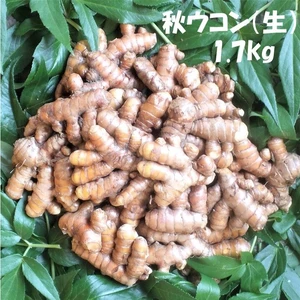 生秋ウコン　1．7kｇ　栽培期間中は農薬・化学肥料使用なし　大分県産