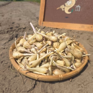 静岡県産　生らっきょう500ｇ