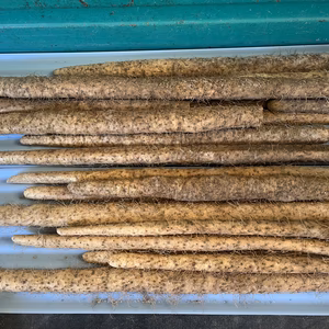 ～土と水にこだわった～小さな農園の自然薯