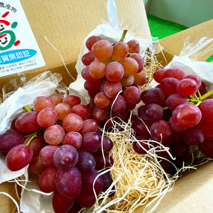 ぶどう《サニールージュ》　種無し　高糖度　1kg〜