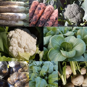 朝採り！無農薬無化学肥料 信州伊那谷★旬の野菜セット 11/27発送