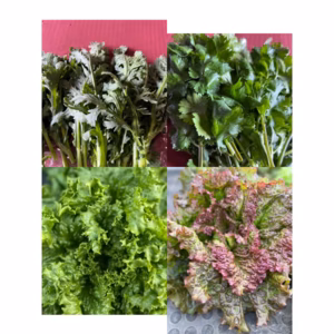 野菜4種セット（春菊・パクチー・サニーレタス・グリーンリーフ）群馬県東吾妻町産