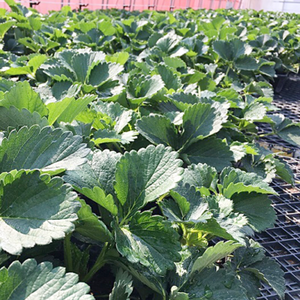 ハイブリッドゼラニウム カリオペ ローズスプラッシュ 大鉢2鉢セット 農家漁師から産地直送の通販 ポケットマルシェ