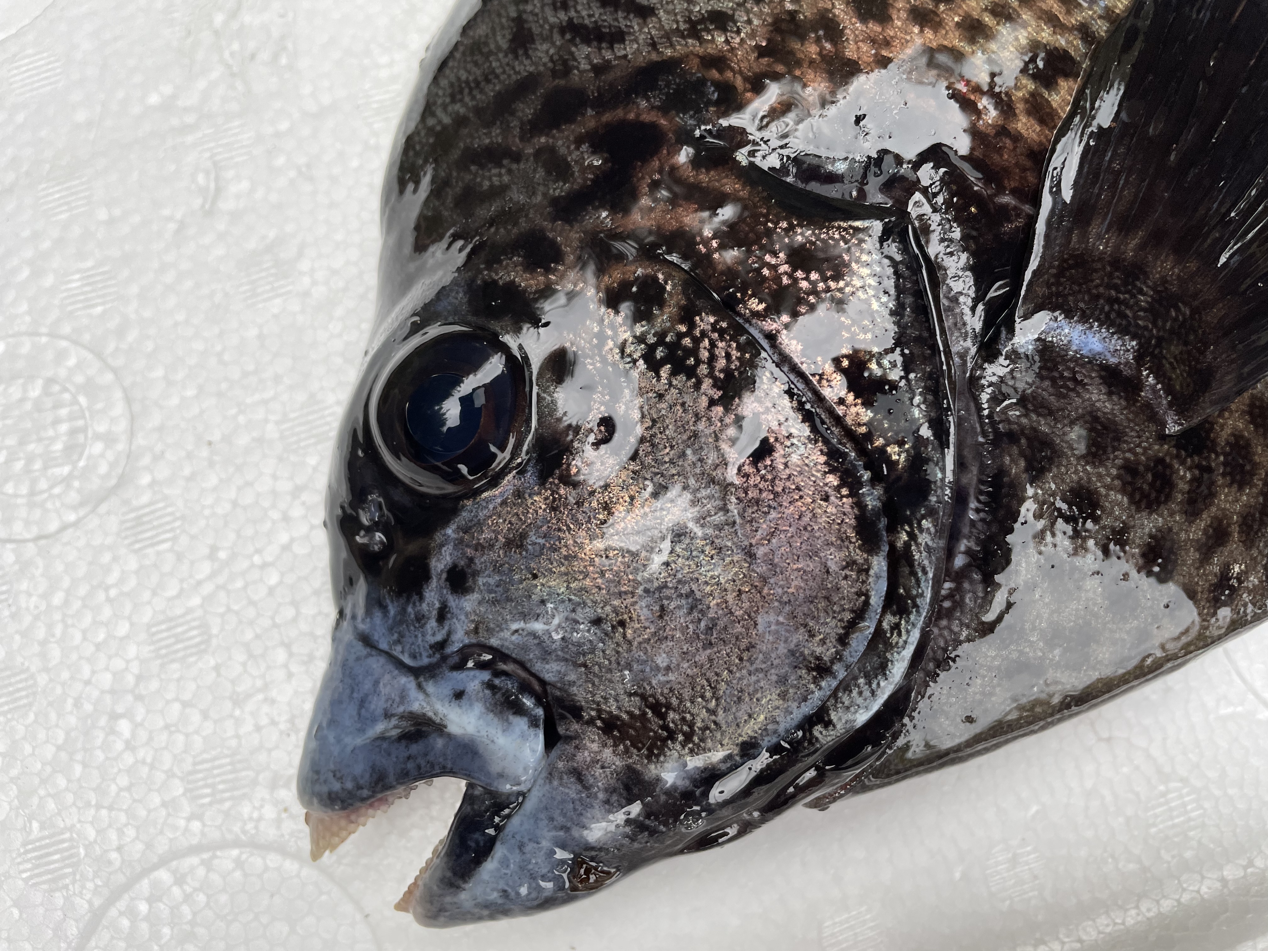 魚介類の産直通販・お取り寄せ商品｜ポケットマルシェ｜産地直送