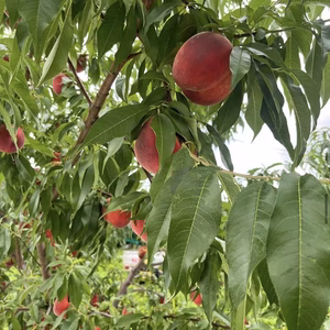 美郷２ｋｇ　家庭用訳有