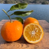 橙 栽培期間中農薬・化学肥料を使用していない　人と環境に優しい橙