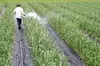 国産希少！農薬化学肥料不使用くわはら農園のマイルドにんにくの芽 お得なセットも！