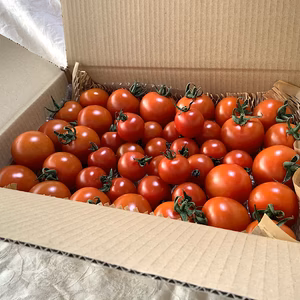 イスラエルの中玉トマト・ダルシモールと日本のミニトマトCF小鈴★計1.3kgバラ