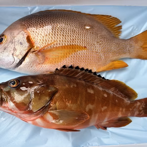 8月10日発送！高級魚✨シブダイとアカハタセット！