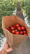 こだわり十勝のミニトマト！