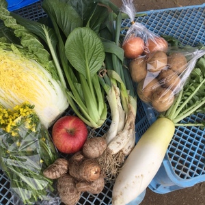 阿部農縁　福島県から旬の美味しいお野菜お届けします　お野菜便お試し1回