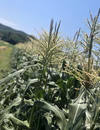 岡山県産　朝採れ　最高糖度19度越え　生で食べれるあまいあま〜いとうもろこし