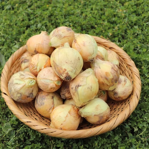 お得なチビ玉ねぎ‼️【淡路島産 無農薬新小玉ねぎ】