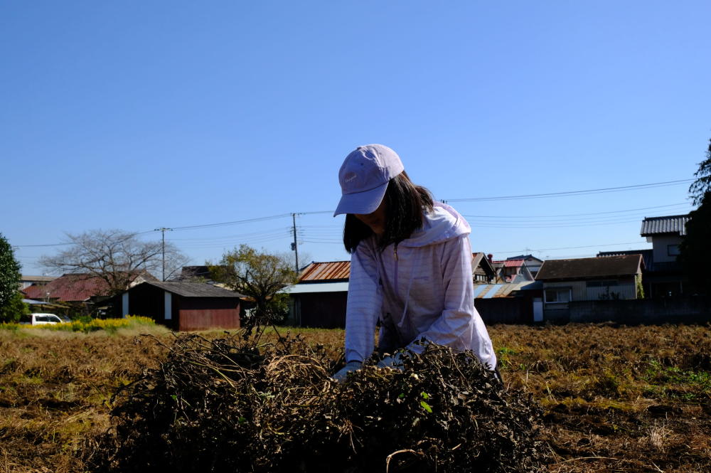 落花生ぼっちを作りに 千葉県八街市の小山さんの畑に行ってきたよ 農家漁師から産地直送の通販 ポケットマルシェ